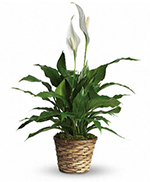 Simply Elegant Spathiphyllum - Standard